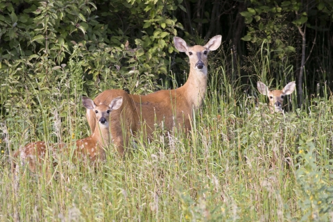 White-tailed deer standing in tall grass on the edge of the forest looking at the camera.