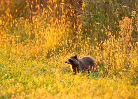 A raccoon coming out from a forest with yellow grasses being lit up from the sunset.