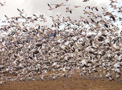 A flock of hundreds of white birds taking flight over a brown wetland