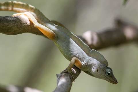 A greenish orange lizard crawling across branches