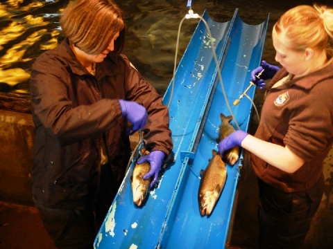 People in brown uniforms with syringes stand next to a slide where fish come through