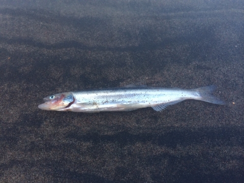 A long, thin, silver fish lies on a sandy surface underwater