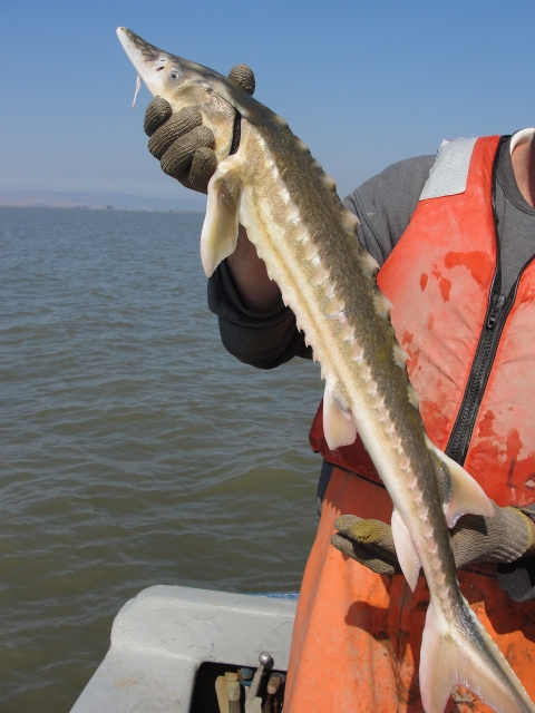 A large gray spiny fish with whiskers, ehld by a person in an orange safety vest and gloves on a boat.