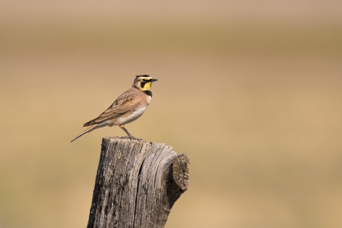 A small brown, white and black bird with a yellow head perches on a stump.