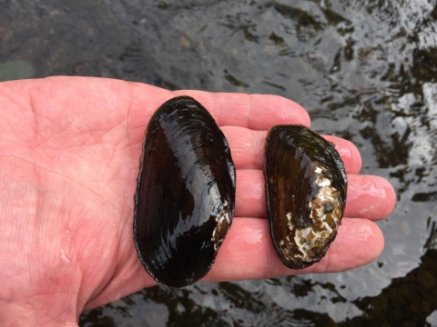 A hand holding two small dark-colored bivalves over a sandy background
