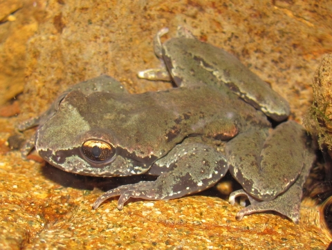 A gray and brown frog with yellow eyes sits on a golden rock underwater.