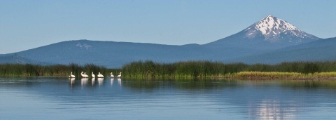 white birds on a body of water with a snow capped mountain in the background