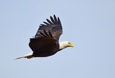 A large bird with brown feathers, white head, and yellow beak flies against a pale blue sky