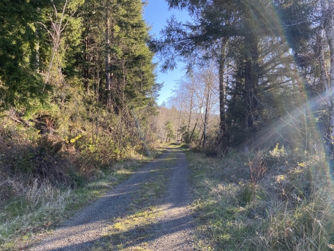 A sunny gravel trail surrounded by green and brown vegetation and trees.