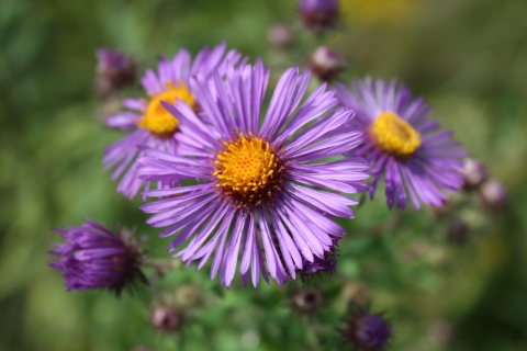 A purple flower with a yellow center close-up photo