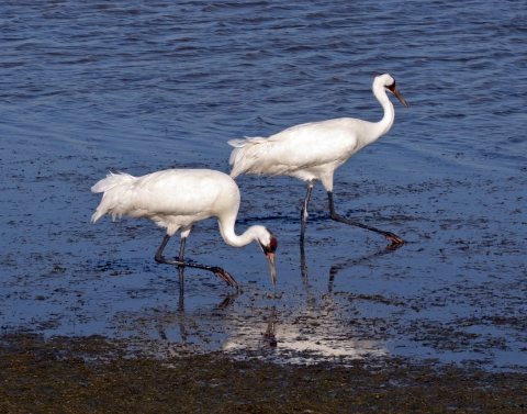 two whooping cranes walk in a wetland