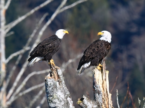 Two brown and white bald eagles perch on dead tree snags.