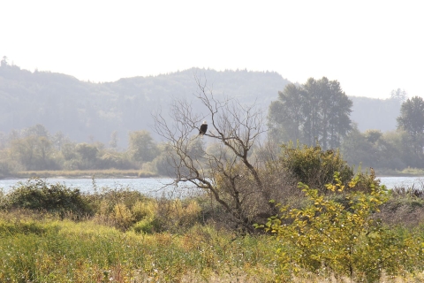A solitary brown and white eagle sits in a tree against a background of green and gold foliage and a river and hills.