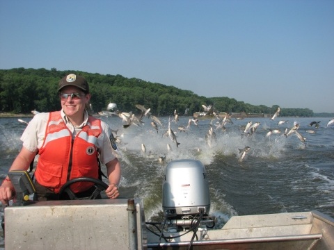 A person in a brown uniform and orange flotation device steers a boat through silver jumping fish