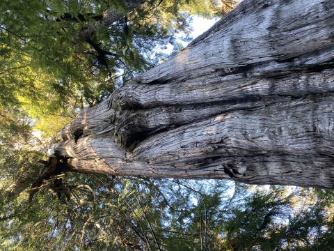 A view from below of a very tall and thick tree with striated bark and a large canopy of green needles.