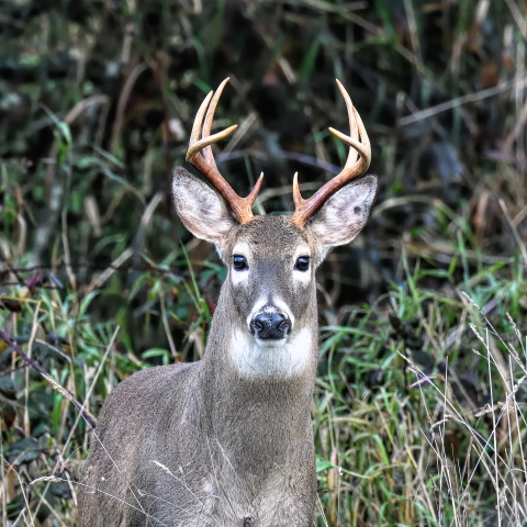 A deer buck with large antlers stares directly at the camera against a background of green vegetation. He has brown and white fur and black eyes and nose, and has a whole in one ear.
