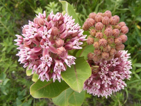 Common Milkweed