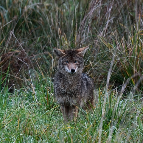 A grizzled brown coyote with blue eyes looks at the camera from a grass field.