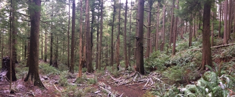 A forest of trees around a steep dirt trail.