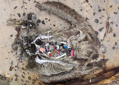 The carcass of a dead bird; after decomposing, plastic can be seen from it's chest cavity