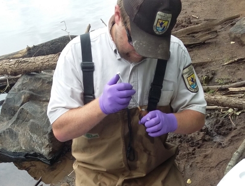 A person in a brown uniform standing on a river bank holds a shellfish with a syringe