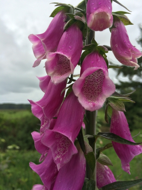 A plant with many drooping pink, bell-shaped flowers with spotting on the interior of the petals.