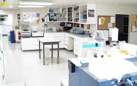 a lab 