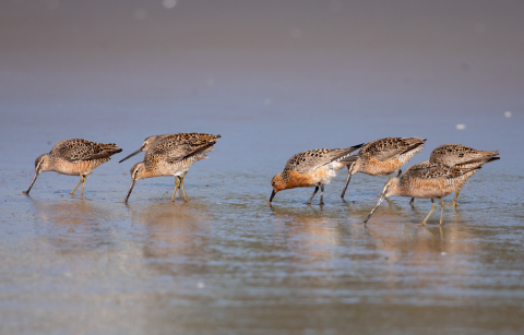 A group of seven red and brown birds with their beaks in the water.