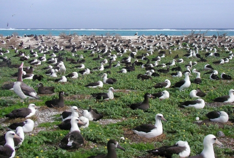 Hundreds of sea birds nesting along the coast of an island in the Pacific