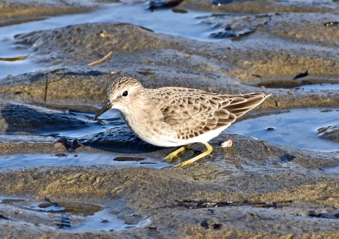 A small tan and white bird with a black beak and yellow legs stands in sandy puddles