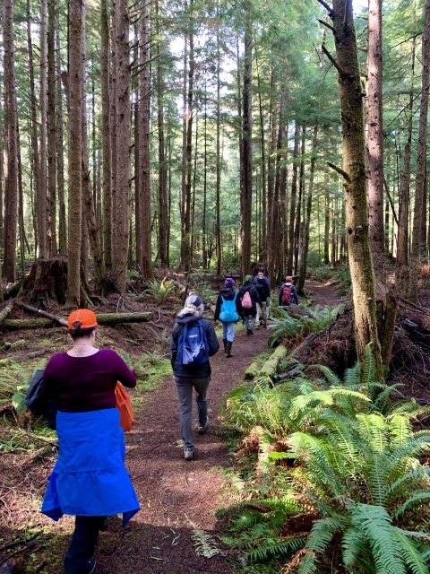 A group of hikers walk in a line down a trail through a densely forested area lined with ferns and mossy trees.
