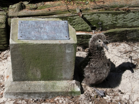A small headstone for Dr. H. Macauley who died serving with the armed forces on Midway Atoll in 1921