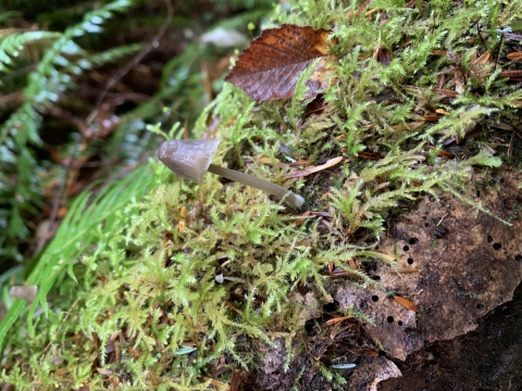 A tiny gray mushroom grows out of a green moss-covered rock with ferns and leaves.