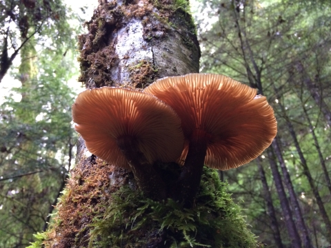 Large orange mushrooms grow out of mossy bark on a tree in a green forest.