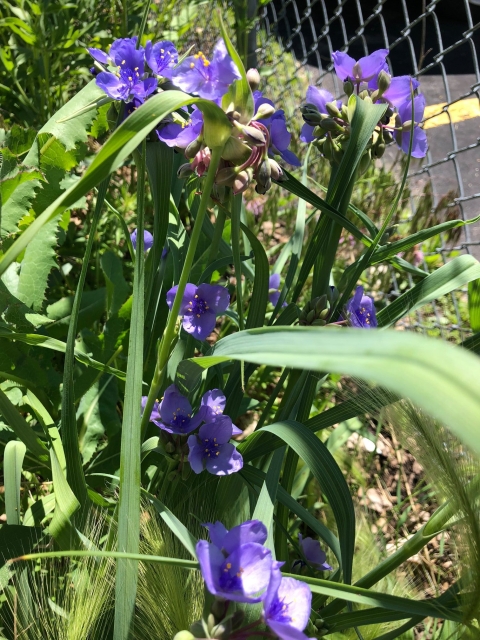 A three-petaled purple flower along a chain link fence