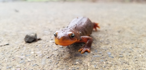 An orange newt walks towards the camera on a rocky surface.