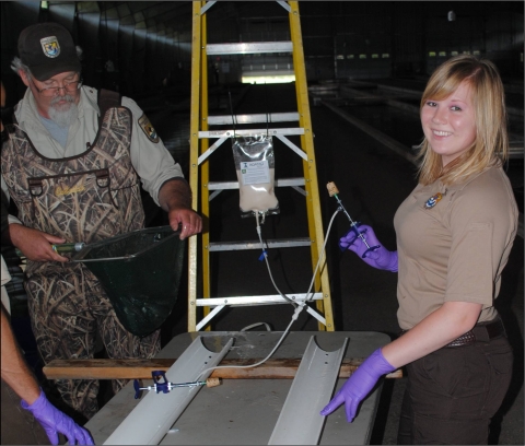 A person in a brown uniform stands next to a stand and a line of fish with a syringe to vaccinate the fish in a hatchery