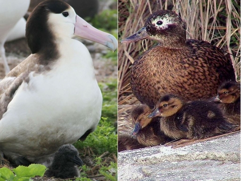 Two images side-by-side. The first is a white-breasted bird with a smoky colored head, pink and blue beak. The second is a brown and black reticulated duck.