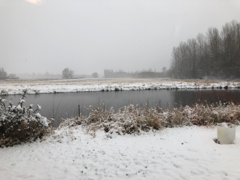A light snowfall covers the grasses and shrubs along a small riverbank with misty trees visible in the distance.