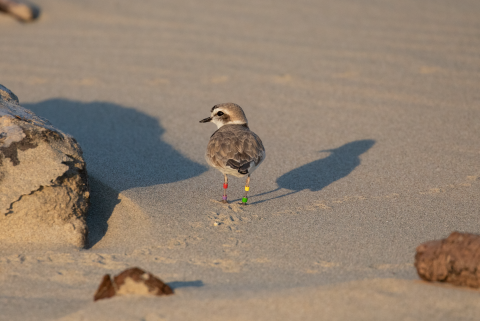 A small gray, white and black bird with brightly colored leg bands stands on a sandy beach.