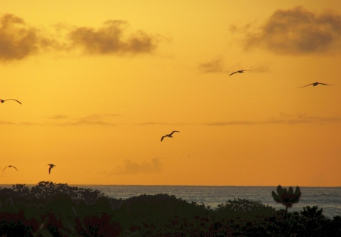 A bright orange sky on an island in the Pacific Ocean silhouetted by several gliding sea birds