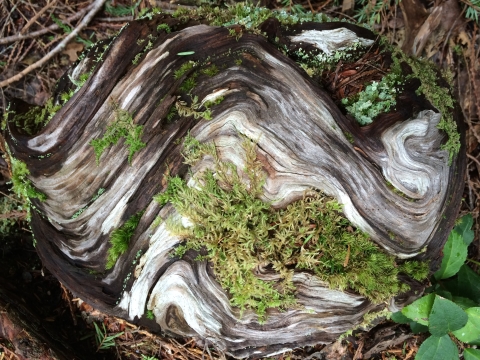 A closeup of a gnarled stump of a tree intertwined with moss and other vegetation
