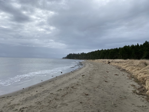A beach shoreline with water on one side and evergeeen trees on the other, underneath an overcast sky.
