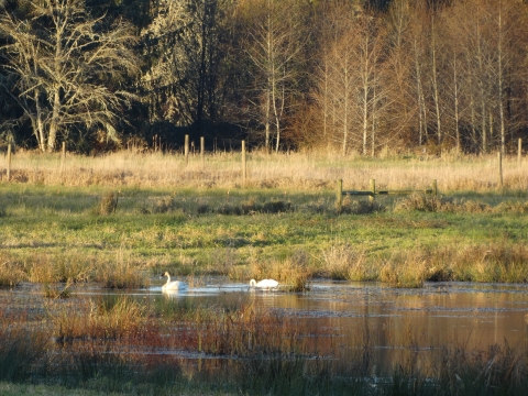 Two white swans with black beaks swim in a small wetland pond surrounded by golden grasses and bare trees.