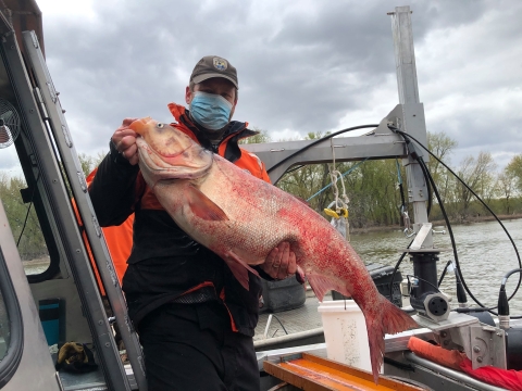 USFWS Biologist Wes (a person in a uniform wearing a mask and an orange flotation coat) displays an invasive silver carp (a large silver fish) next to the hydroacoustics transducers (a large arm with a camera attached to a boat) during a joint hydroacoustic survey/carp removal operation with the Illinois Natural History Survey in the Upper Mississippi River. The river and a forest are in the background.