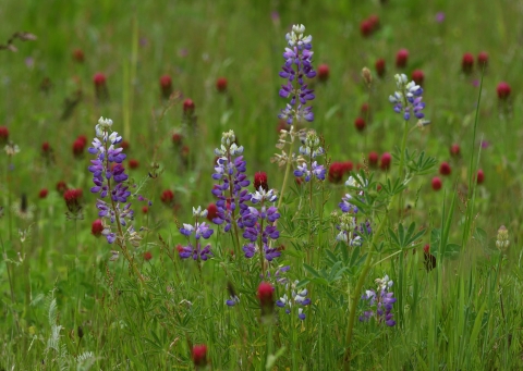 Purple, white and red wildflowers grow in a field of tall green grasses.