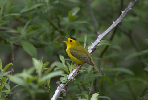 A yellow bird with a black cap sings on a thorny branch with a background of green leaves.