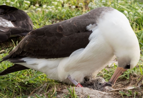 A white-breasted bird with red tag on it's leg nuzzling a chick on a dirt nest