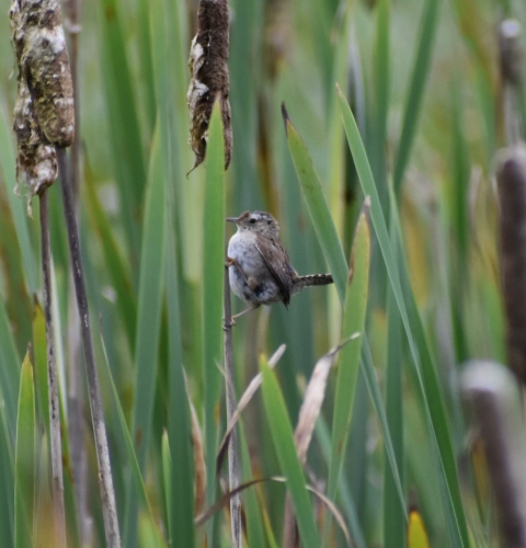 A small gray bird perches vertically on a blade of grass.