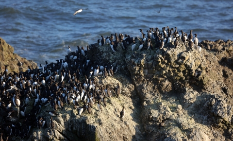 Dozens of white-breasted birds with black features on their backs crowded on a jagged rock on the Pacific Coast